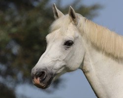 jumper Hermes de Teill (Luxembourg horse, 1995)