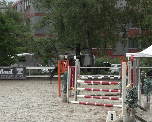 Reitturnier Bregenz 2025