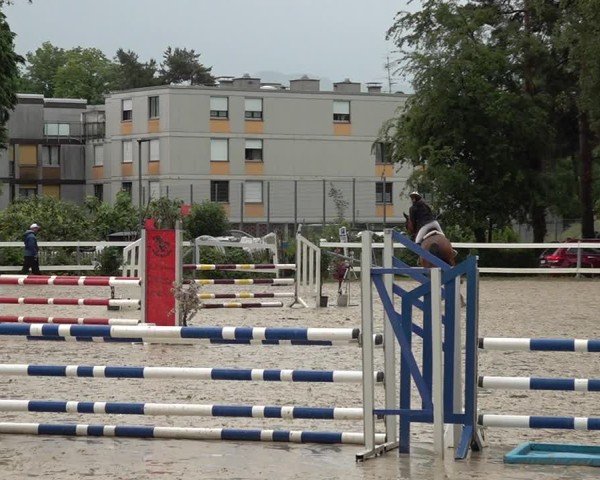 Reitturnier Bregenz 2025