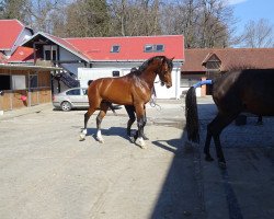 Deckhengst Rythmic Dk (Belgisches Warmblut, 2017, von Diamant de Semilly)