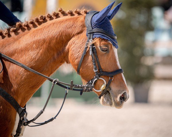 jumper Cnödel de Luxe (German Riding Pony, 2014, from Chic in Time)