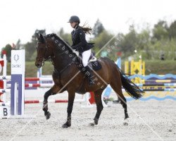 jumper Diary of Dreams 4 (Hanoverian, 2014, from Diarado)