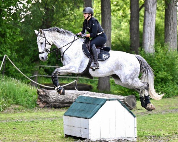 jumper Con Covell (Württemberger, 2014, from Cornet Casteli)