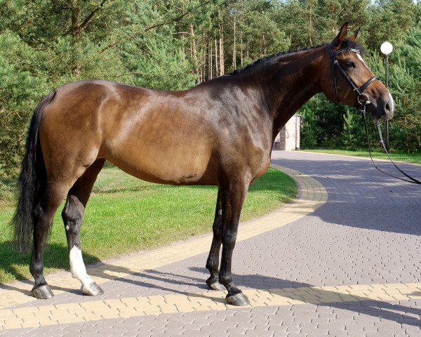 broodmare Feliz Fabiene (Holsteiner, 2013, from Cassini II)