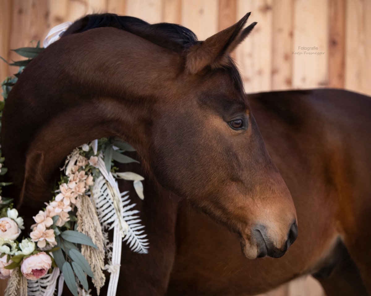 Cavallo da Dressage Houdini H (Trakehner, 2008, di Zauberfürst)