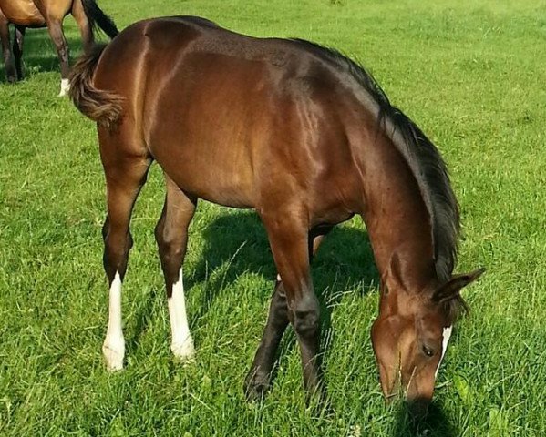 broodmare Equina Lisa (Oldenburg, 2014, from Licotus)