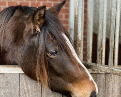 broodmare Mannipenny K (German Riding Pony, 2018, from Kastanienhof Manhattan)