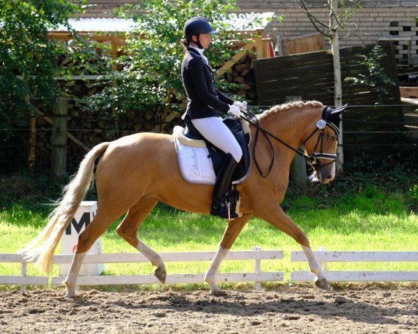 dressage horse Calliste (German Riding Pony, 2015, from Can Dance 3)