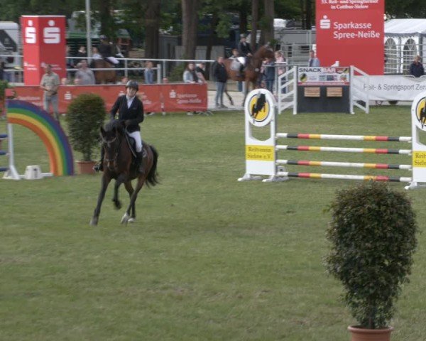 Reitturnier Cottbus-Sielow 2025