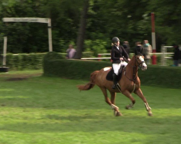 Reitturnier Westeregeln 2025