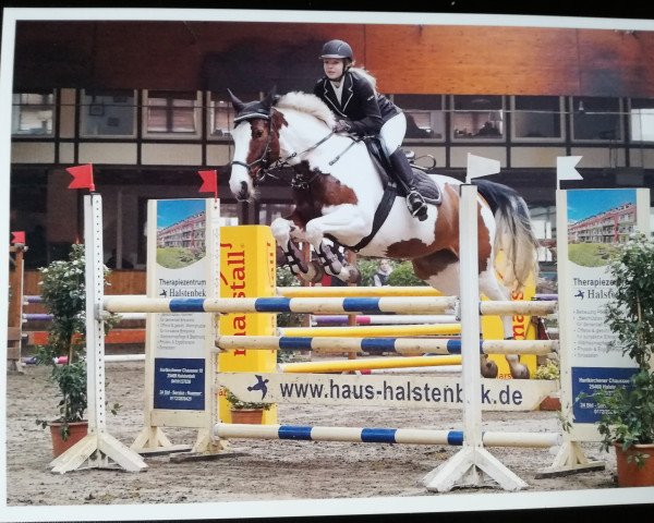 jumper Bella 1128 (Polish Warmblood, 2007, from Rovigo)
