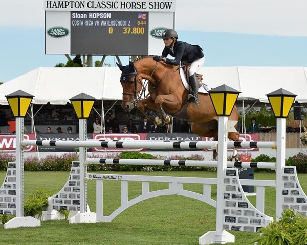 jumper Costa Rica Vh Waterschoot Z (Zangersheide riding horse, 2008, from Cicero Z van Paemel)