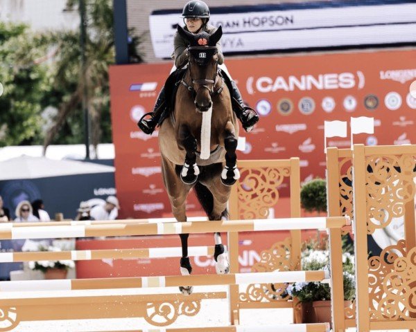 jumper Divya (Westphalian, 2018, from Dia Corrado)