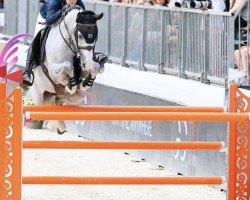 jumper Cataleya 21 (Rhinelander, 2015, from Cornet Obolensky)