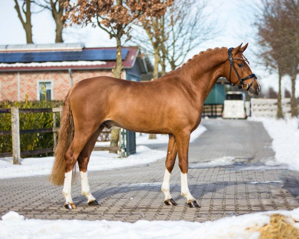 Deckhengst Die Dritte Dimension WE (Deutsches Reitpony, 2018, von Dreidimensional AT NRW)