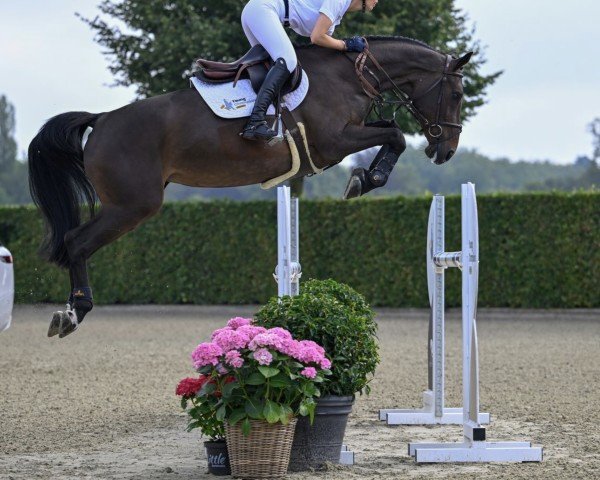 Springpferd Dolce vd Sint-Amandshoeve Z (Zangersheide Reitpferd, 2018, von Dominator 2000 Z)