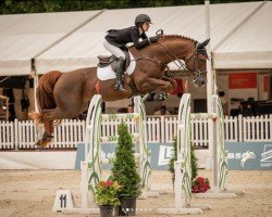 jumper Quabra Z (Zangersheide riding horse, 2013, from Quabri de l'Isle)