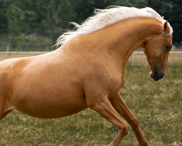 horse Quick As Eleanor (German Sport Horse,  , from Qaside Md)