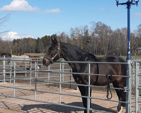 dressage horse Sappralott H (Bavarian, 1999, from Saphir le Fol)