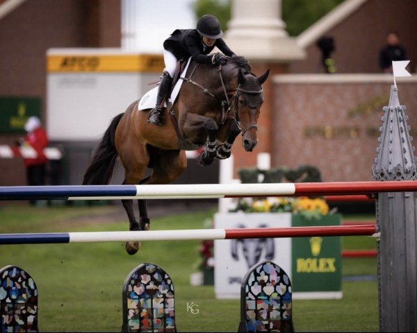 jumper Theo Duc T&L Z (Zangersheide riding horse, 2011, from Toulon) jumper Theo Duc T&L Z (Zangersheide riding horse, 2011, from Toulon)