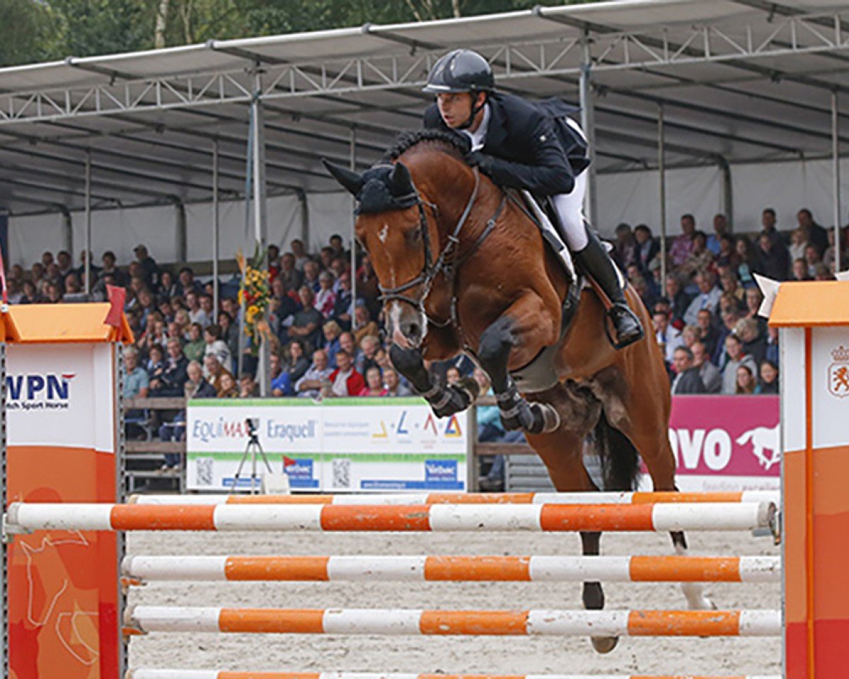 Deckhengst Broere Extase (KWPN (Niederländisches Warmblut), 2009, von Casall Ask)
