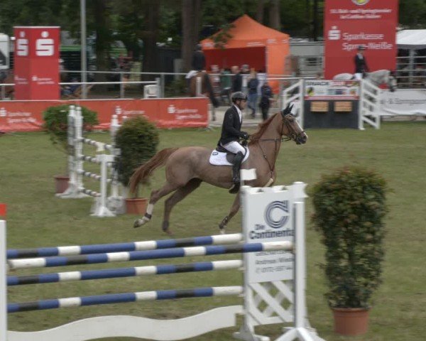 Reitturnier Cottbus-Sielow 2025