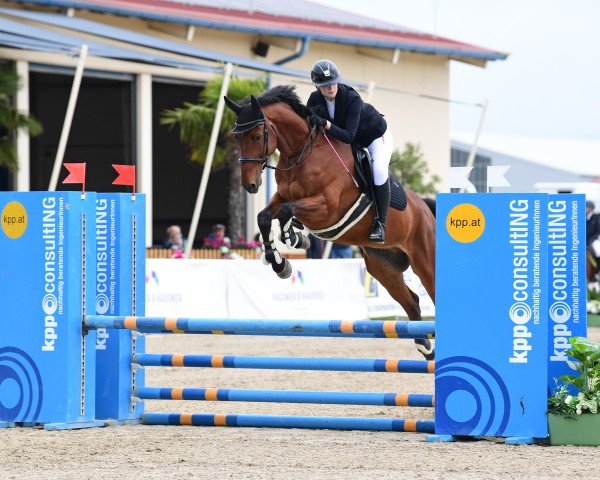 jumper Courage 152 (Bavarian, 2016, from Cullinan du Borget B)