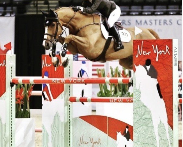 jumper Figeac de Reve (Belgian Warmblood, 2005, from Malito de Reve)