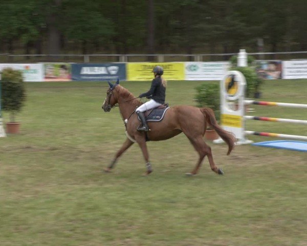 Reitturnier Cottbus-Sielow 2025