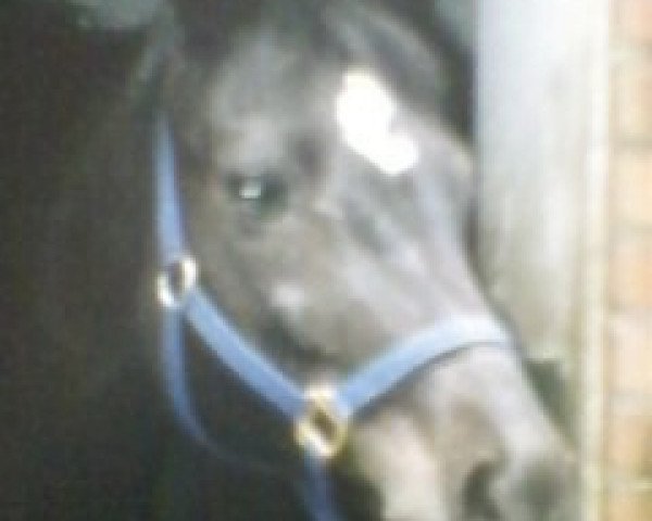 broodmare Kaprice (Trakehner, 1983, from Schwalbenherbst) broodmare Kaprice (Trakehner, 1983, from Schwalbenherbst)
