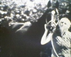 Dressage horse Korsar 85 (Trakehner, 1997, from Saint Cloud)