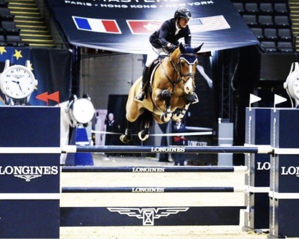 jumper Elliot (KWPN (Royal Dutch Sporthorse), 2009, from Casall Ask)