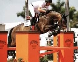 jumper Quatarina (Holsteiner, 2009, from Quidam de Revel)
