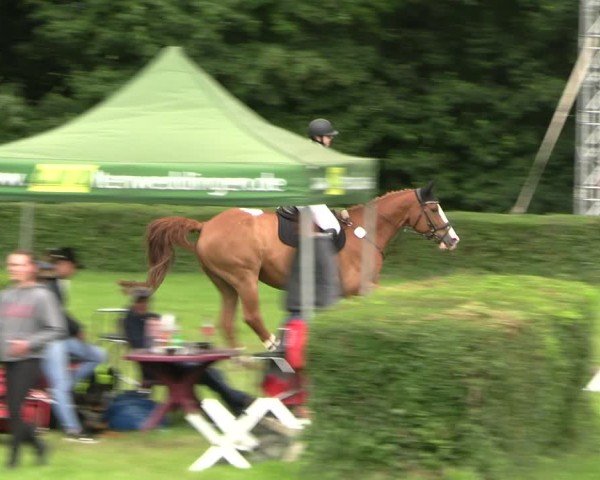 Reitturnier Westeregeln 2025