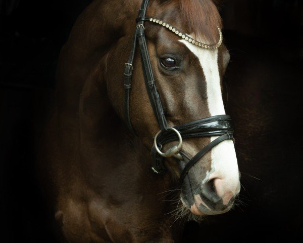 Dressurpferd Felina 237 (Westfale, 2020, von First Deal)