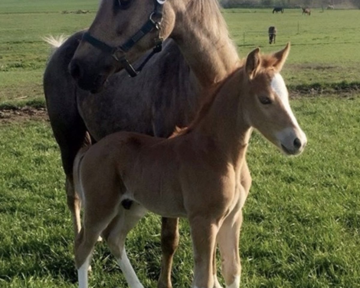 horse Schierensees Mr. Bojangles (German Riding Pony, 2016, from Schierensees Mr.nice Guy)