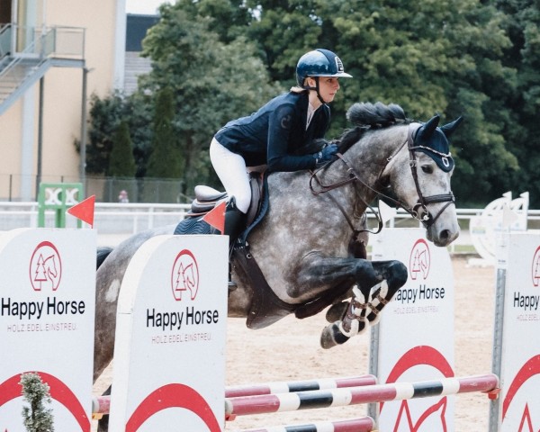 jumper Chacoon's Chacco (German Sport Horse, 2019, from Chacoon Blue) jumper Chacoon's Chacco (German Sport Horse, 2019, from Chacoon Blue)