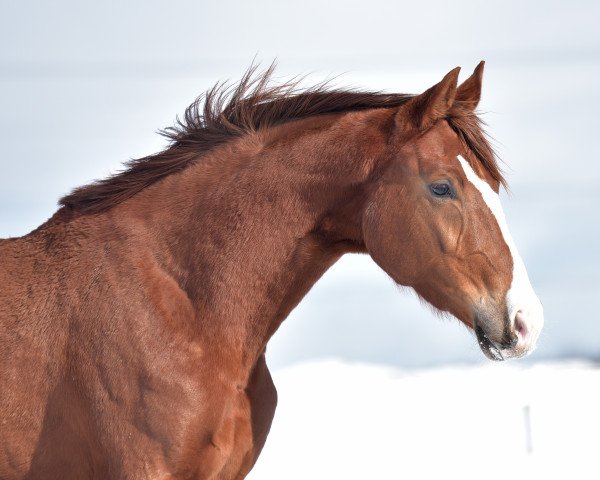 Pferd Belle Rouge 9 (Deutsches Sportpferd, 2019, von Callaho's Benicio)