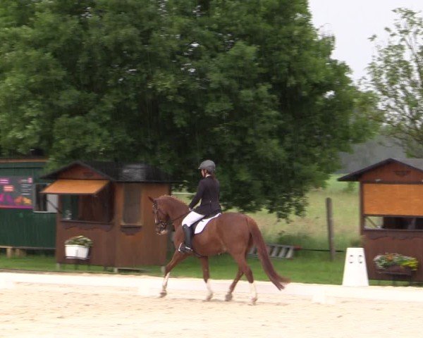 Reitturnier Westeregeln 2025
