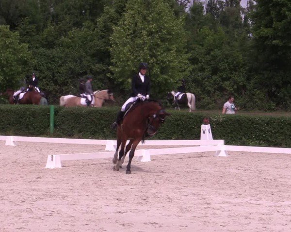 Reitturnier Westeregeln 2025