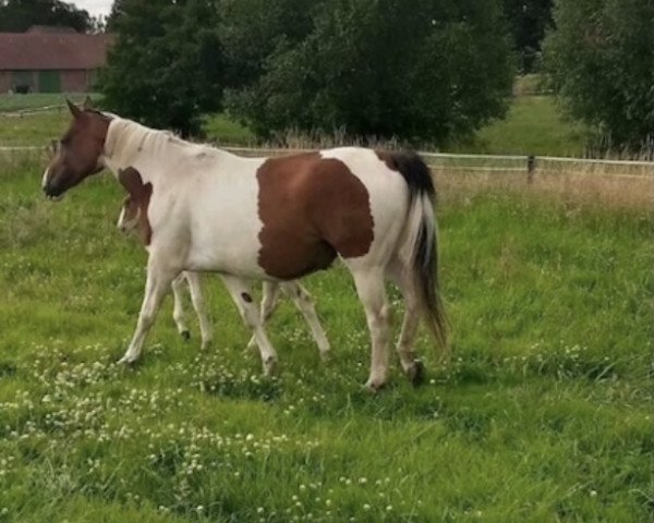Zuchtstute Assaya (Pinto/Hunter, 2007, von Sahin)