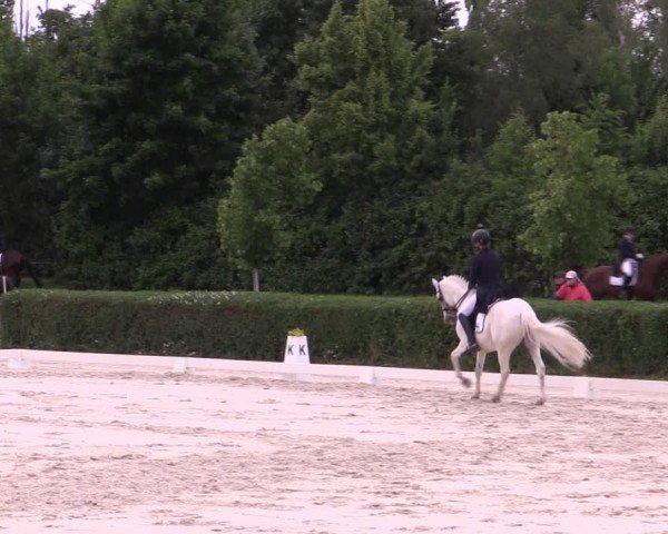 Reitturnier Westeregeln 2025