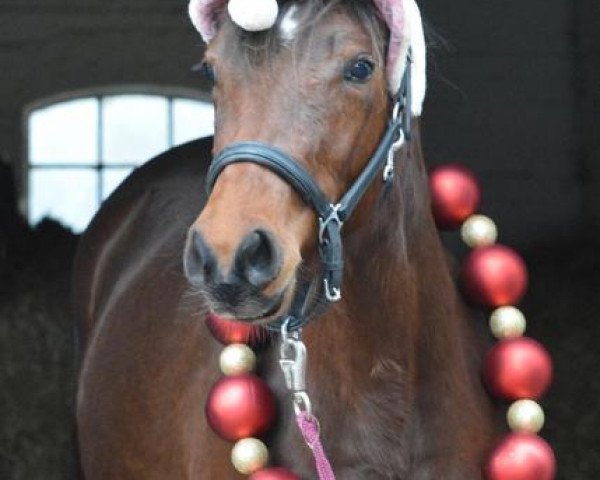 Pferd Unicorn (Deutsches Reitpony, 2017, von Calido G)
