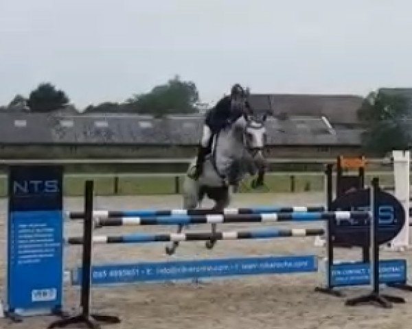 horse Wuhreste (KWPN (Royal Dutch Sporthorse), 2010, from Wilfred)