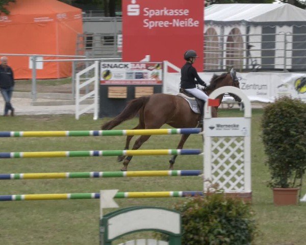 Reitturnier Cottbus-Sielow 2025