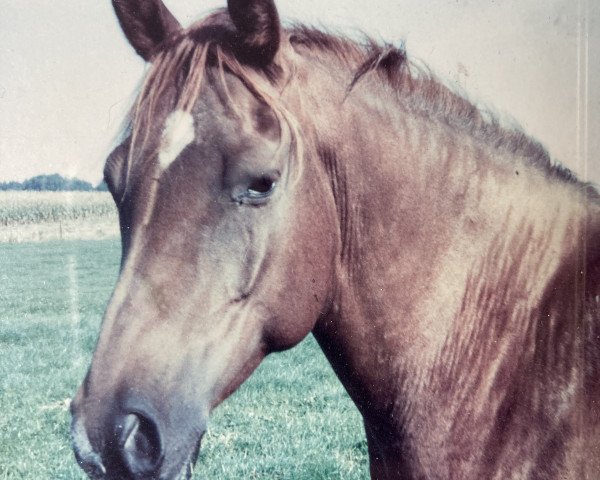 Zuchtstute Latinka de Gonderange (Luxemburgisches Pony, 1985, von Usor)
