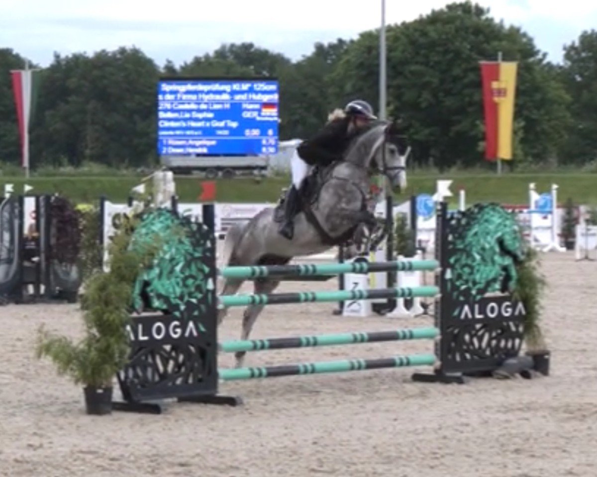 jumper Castello de Lion H (Hanoverian, 2019, from Clinton's Heart)