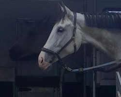 jumper Zizibe K (Austrian Warmblood, 2016, from Zirocco Blue)