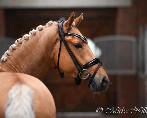 dressage horse Steendieks Chicago City (German Riding Pony, 2016, from FS Chambertin) dressage horse Steendieks Chicago City (German Riding Pony, 2016, from FS Chambertin)
