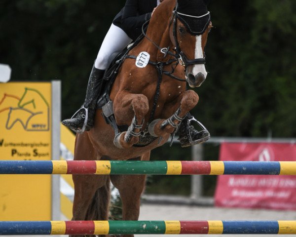 Dressurpferd Mr.Harvey (Deutsches Reitpony, 2004, von Mr.Hale Bob)